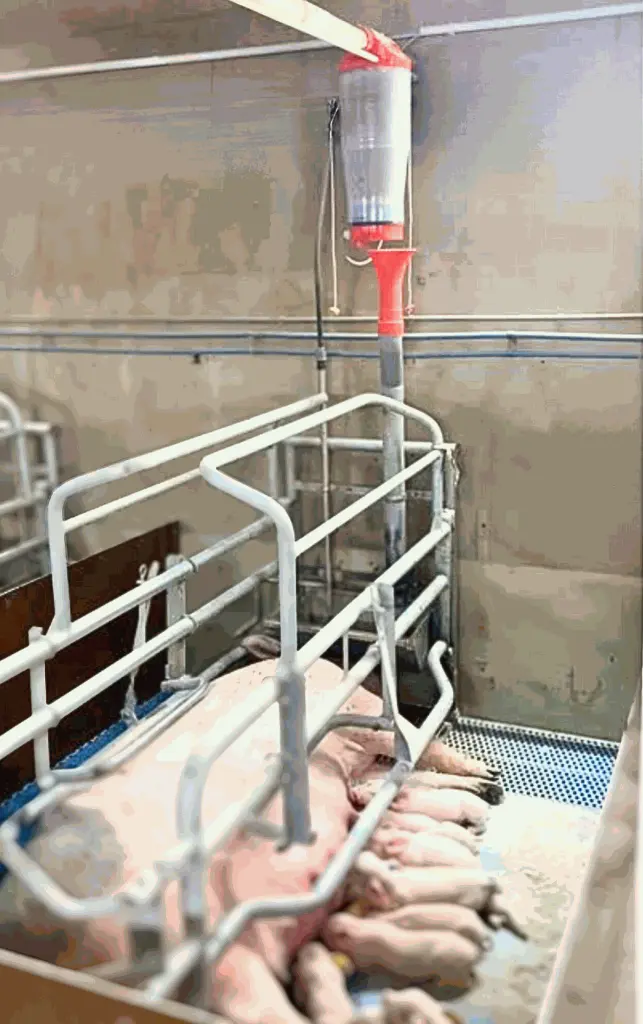Autodos-farrowing.webp