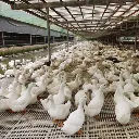 Duck-floor2.webp