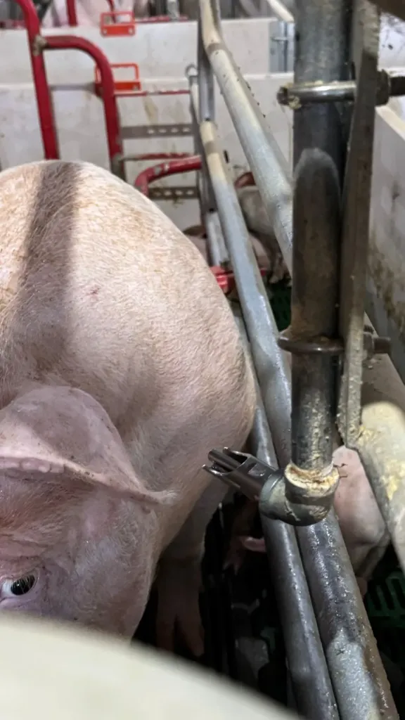 Bebedouro Chupeta p/ Maternidade